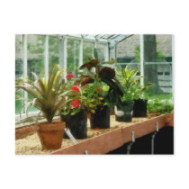 Plants in Greenhouse Postcard