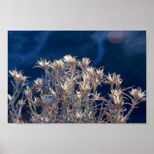 Plants Print