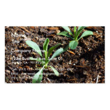 Plants Sprouts Dirt Business Card