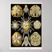 Plat 30 Echinidea Affiches