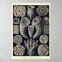 Plate 29 Tetracoralla Print