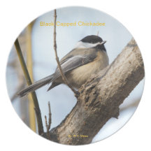 Plate/ Black Capped Chickadee