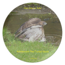 Plate/ hawk cooling off in July