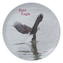 Plate showing a Bald Eagle fishing.
