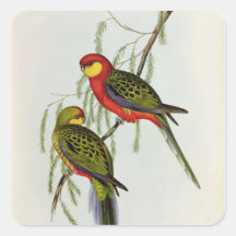 Platycercus Icterotis Stickers