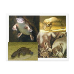 Platypus Panorama Postcard