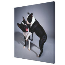 Playful Boston Terriers Canvas Print