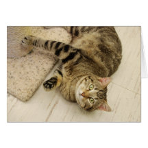 Playful Cat Cards