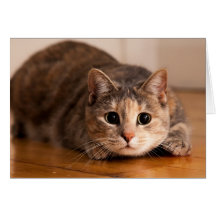 Playful Cat Greeting Cards
