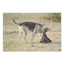 Playful dog photo art