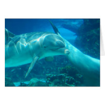Playful Dolphins Greeting Cards