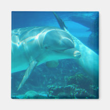 Playful Dolphins Magnet