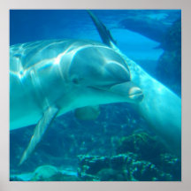 Playful Dolphins Print