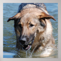 Playful German Shepherd Poster