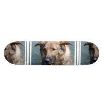 Playful German Shepherd  Skateboard
