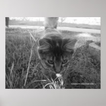 Playful Kitten Print