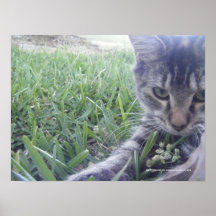 Playful Kitten Print