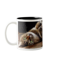 Playful Kitty Mugs
