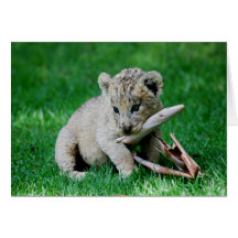 Playful lion greeting cards
