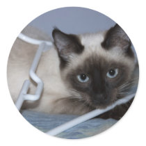 Playful Siamese Round Stickers