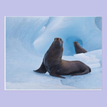 Playful stellar sea lions wrestle on iceberg postcards