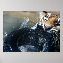 Playful Tiger Posters