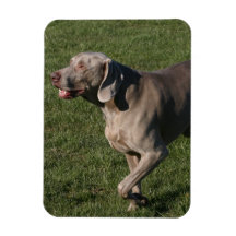 Playful Weimaraner Dog Premium Magnet