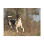 Playing fetch postcard