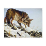 Playing possum, Coyote postcards
