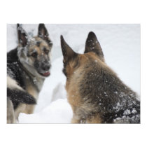 Playmates in the Snow Photo