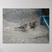 Please Dad Gimme a Seed Chaffinch Print