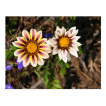 Please don't eat the Daisies Postcards