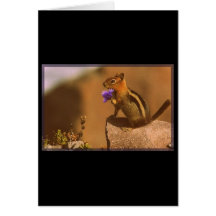 please forgive me greeting cards