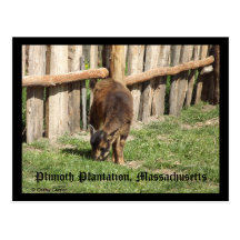 Plimoth Plantation, Massachusetts Postcard