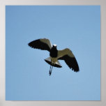 Plover bird in flight posters