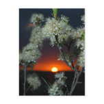 Plum Blossom Sunset Postcard