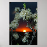 Plum Blossom Sunset Posters