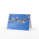 Plum Blossoms, Blue Sky Cards