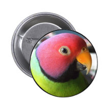 Plum Headed Parakeet Buttons