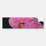 Plum Phalaenopsis flowers Bumper Stickers