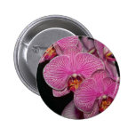 Plum Phalaenopsis flowers Button