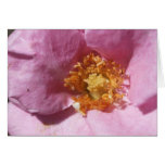 Plum Rose Note Card (Version B)