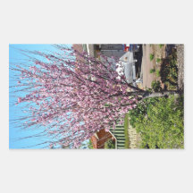 Plum tree in blossom with lavendar flowers rectangle stickers