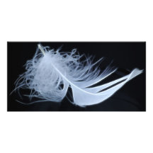 Plume blanche - angélique par nature photocarte