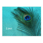 Plume bleue de paon d'Aqua métallique Cartes Postales
