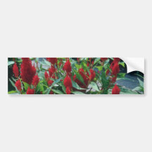 Plumed Celosia (Celosia Argentea) flowers Bumper Sticker