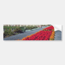 Plumed Celosia (Celosia Argentea) flowers Bumper Sticker