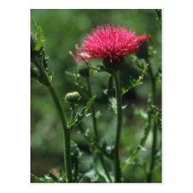 Plumed Thistle (Cirsium Japonicom) flowers Postcards