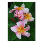 Plumeria Blooms cards