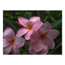 Plumeria blossoms photographic print
